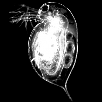 daphnia_pulex-blackwhite